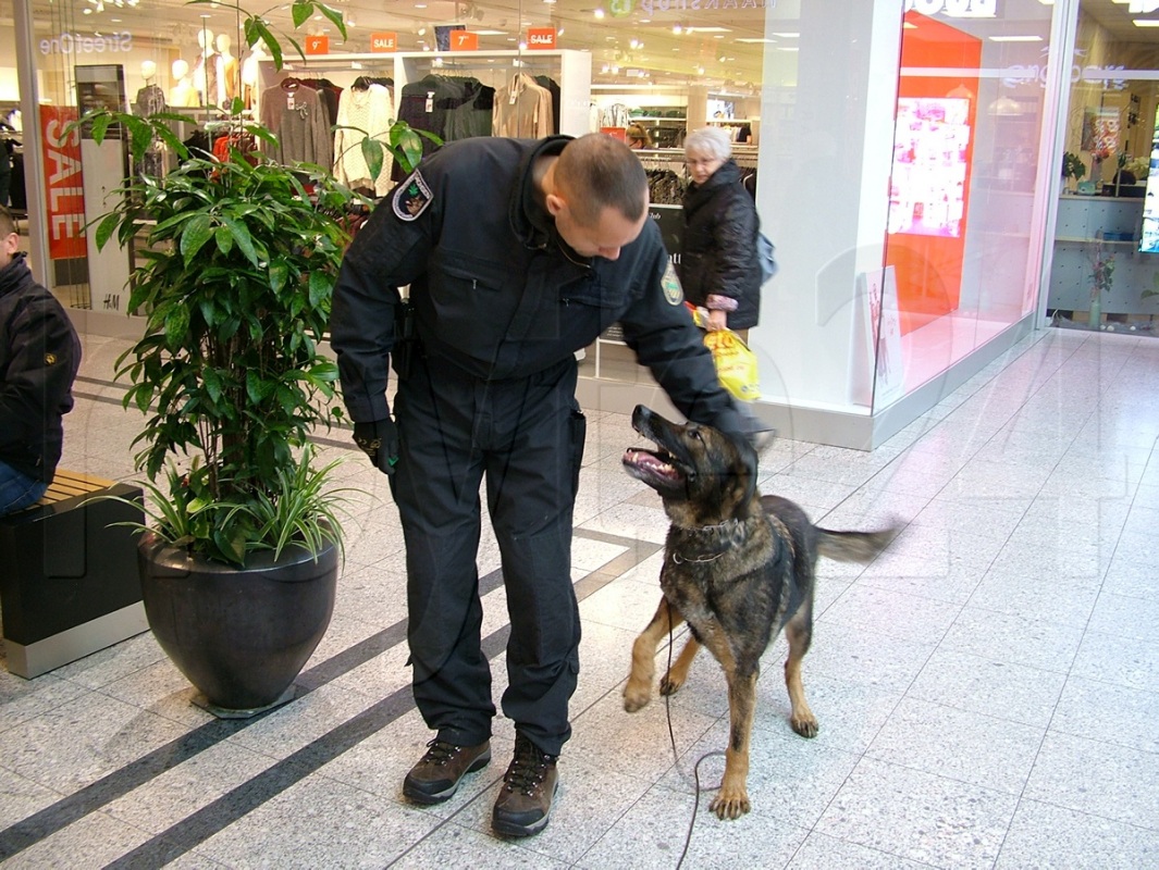 Diensthund Max wird nach einer Auffindung zu weiteren Taten ermuntert. Foto: Uwe Jordan