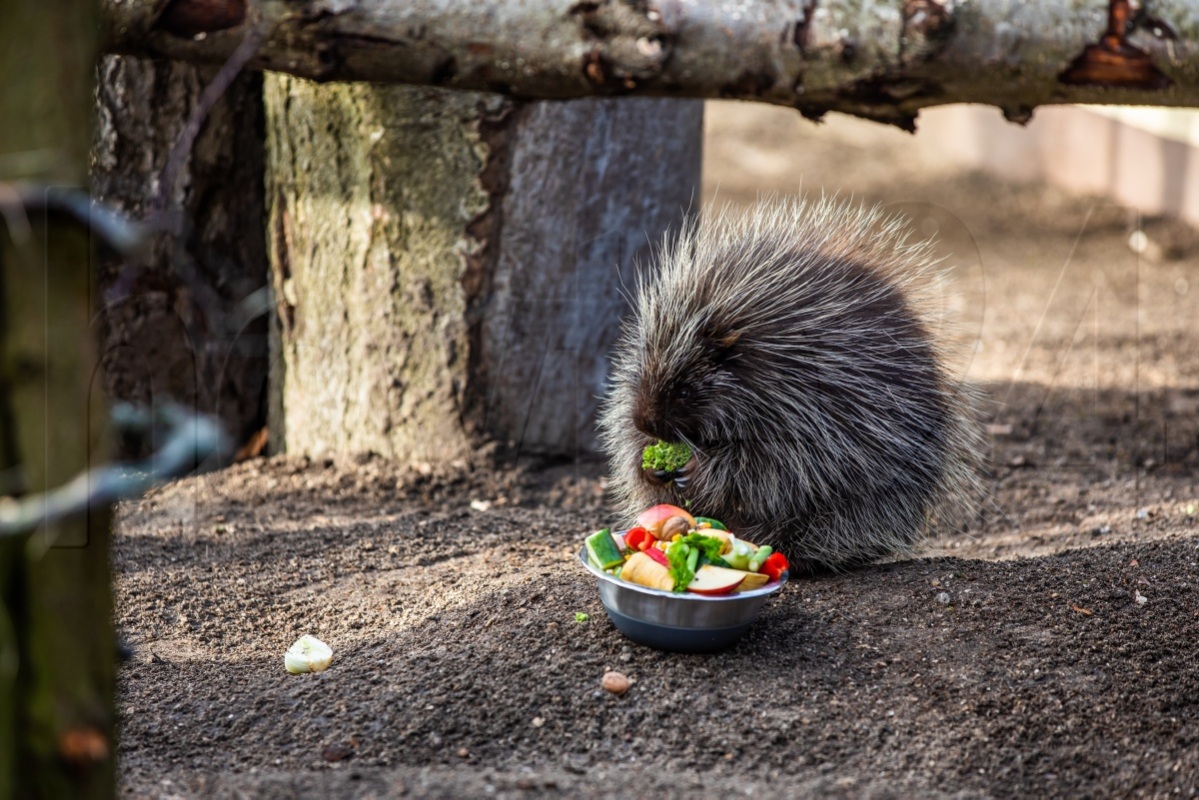 Neu im Zoo