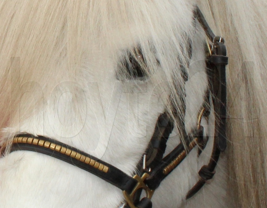 Es ging zwar nicht um dieses Pony hier, aber weiß war es auch. Foto: Archiv