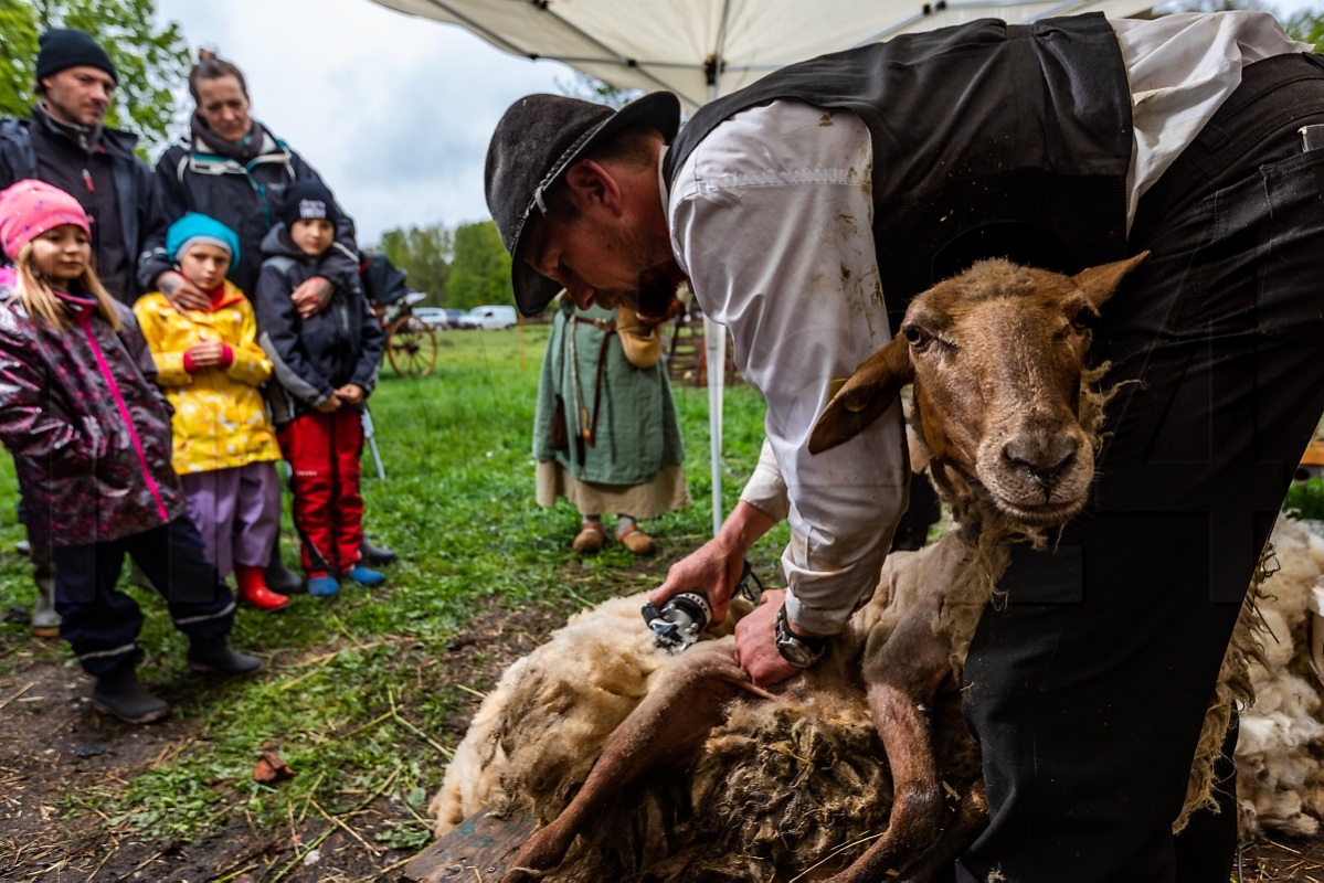 Gelinde zweifelnd schauen die Kinder: Ob das dem Schaf gefällt? Aber auch wenn nicht: Runter muss das Fell!  Foto: Gernot Menzel