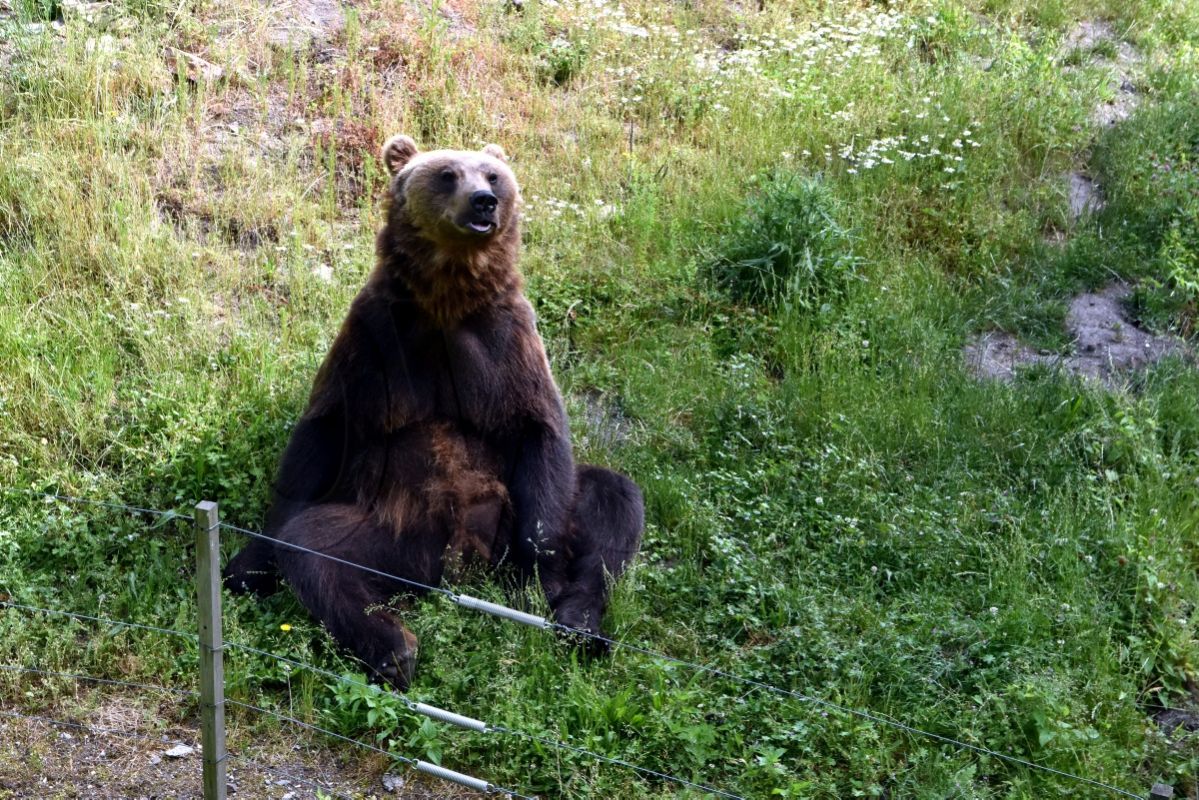 Saß einmal ein Zoo-Bär auf einer Wiese ...