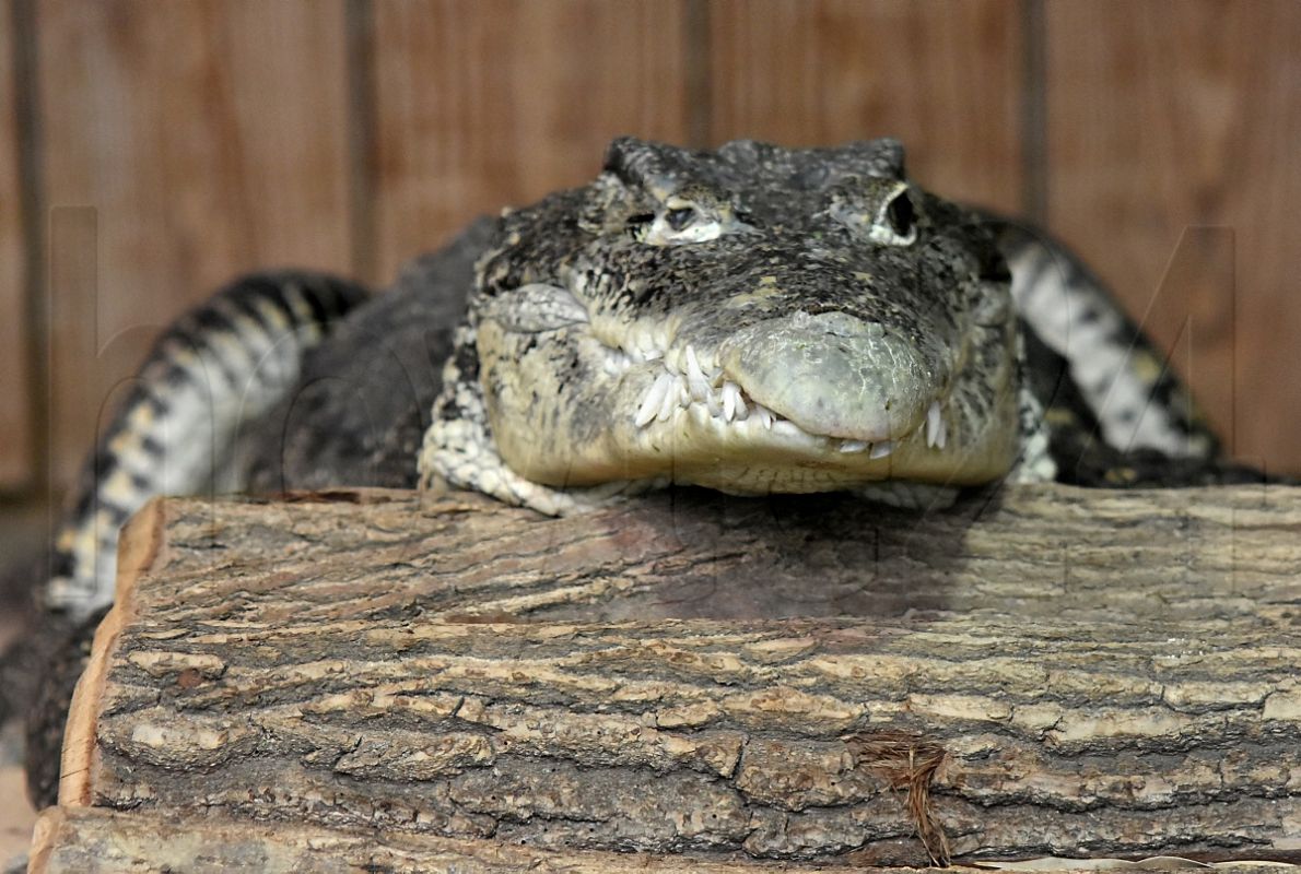 Krokodil genießt Tropenhaus-Aussicht