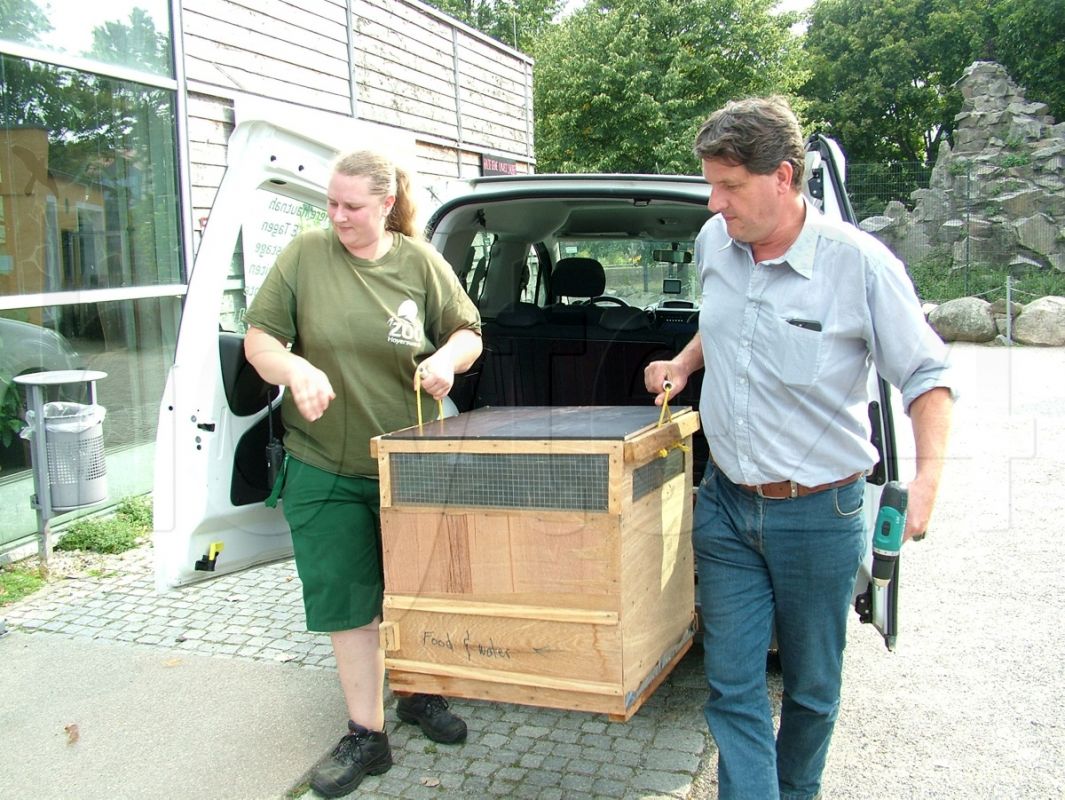 Einzug eines Faultier-Weibchens in den Zoo