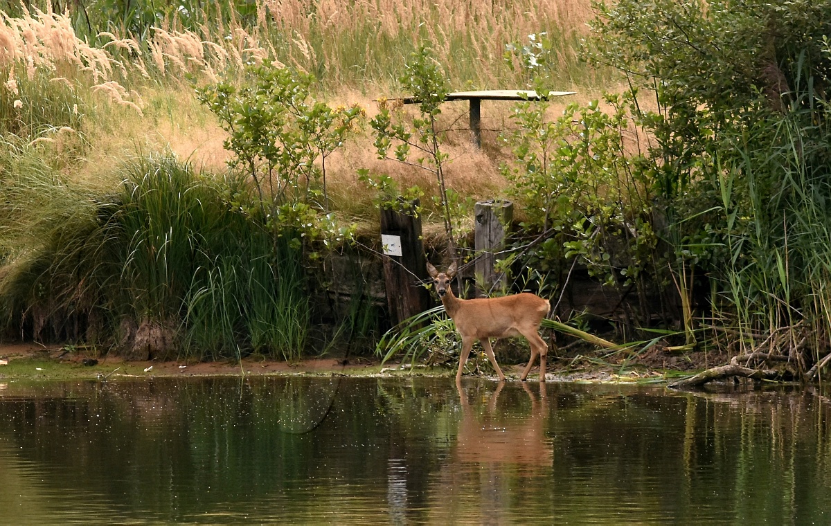 Wildtiere vor dem Kamera-Objektiv