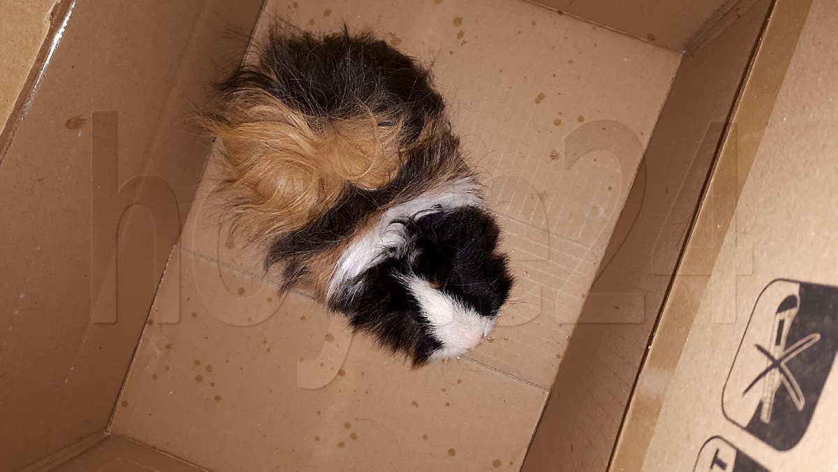 Meerschweinchen von der Polizei in Obhut genommen