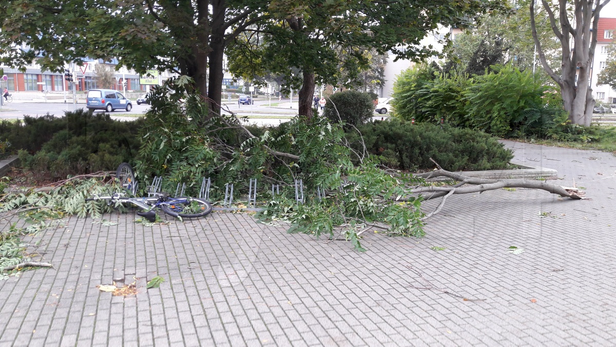 Sturm wirft Bäume um und kappt Stromleitungen