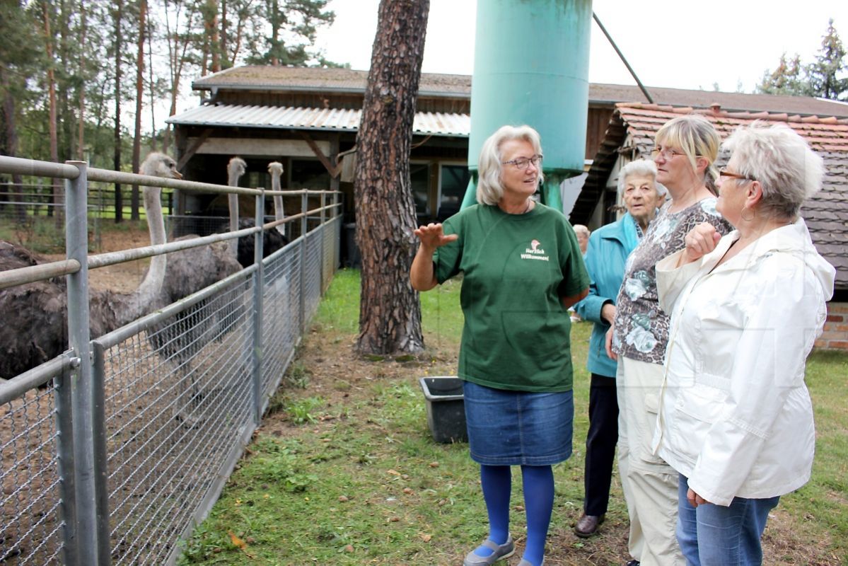 Andere halten Hühner, Bräuers halten Strauße