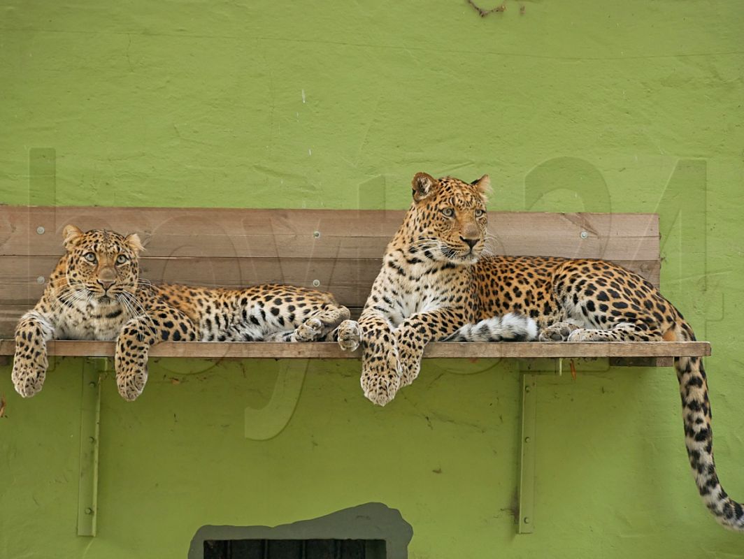 Leopard und Leopardin freunden sich an