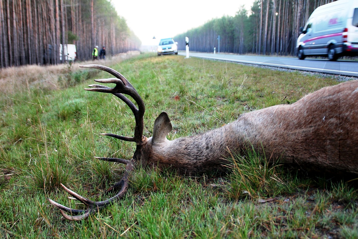 Hirsch überlebte Kollision mit Transporter nicht