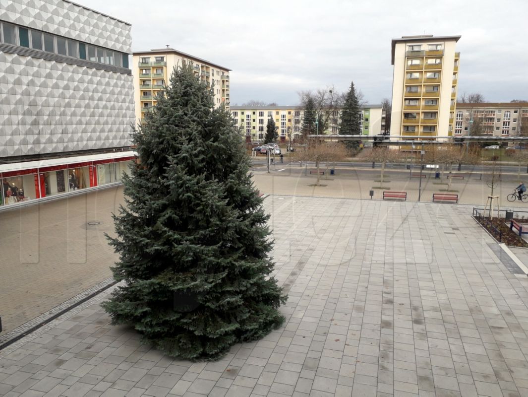 Ein Weihnachtsbaum gleich aus der Nachbarschaft
