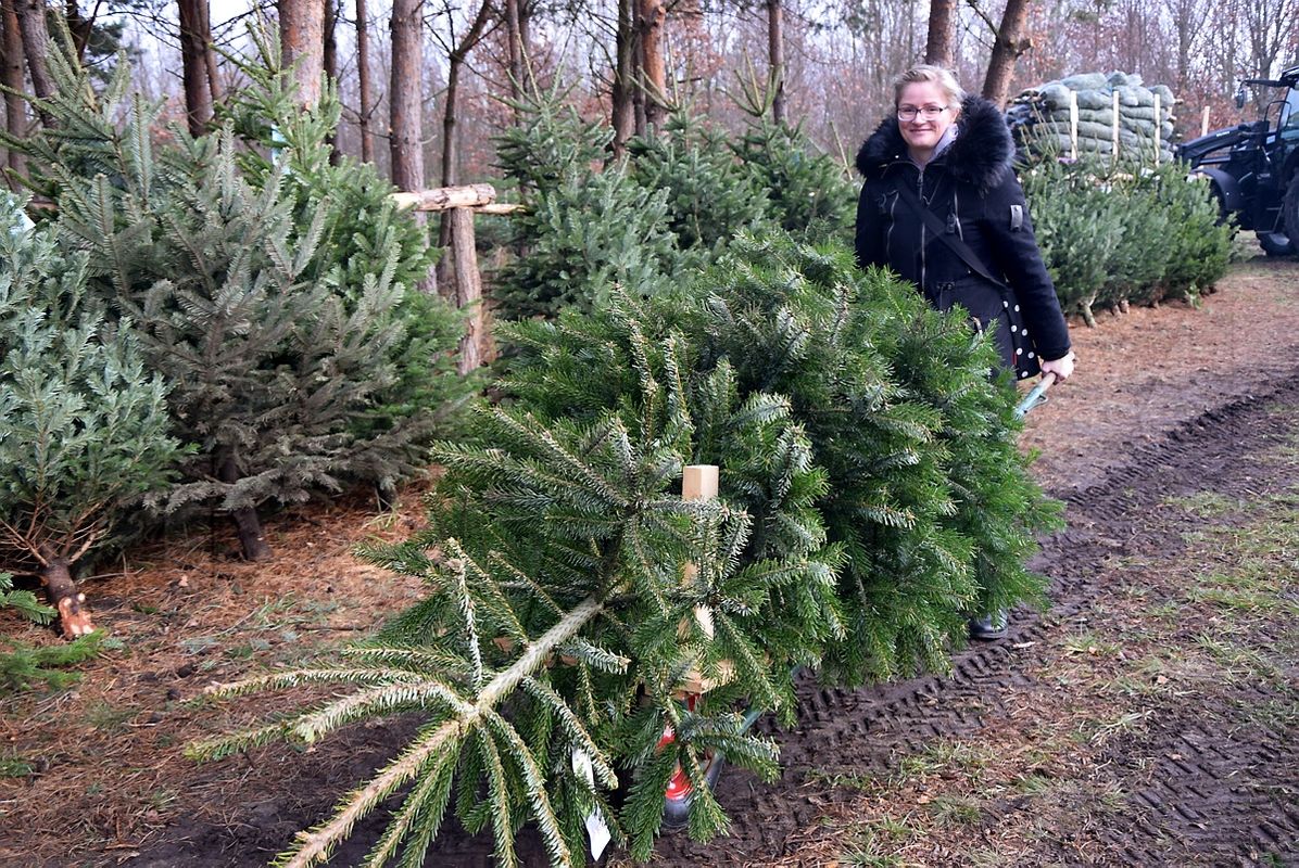 Den Weihnachtsbaum am Scheibe-See selbst gefällt