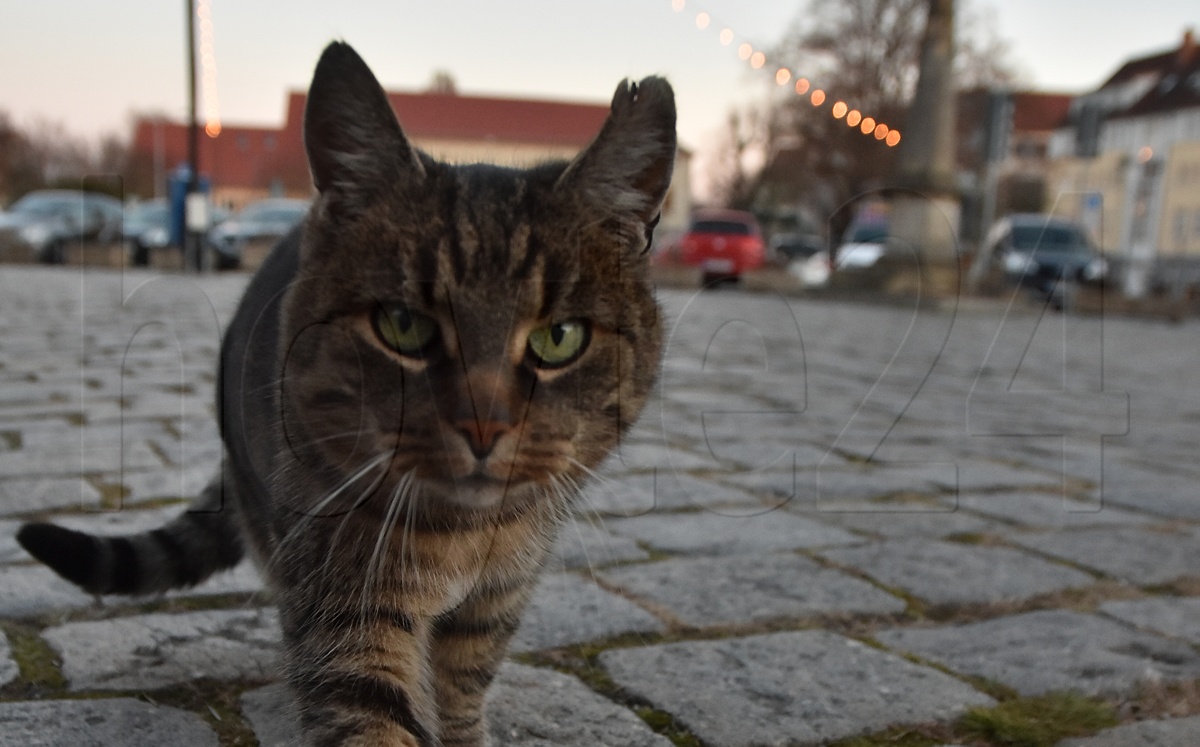 Der Name der Hoyerswerdaer Marktkatze