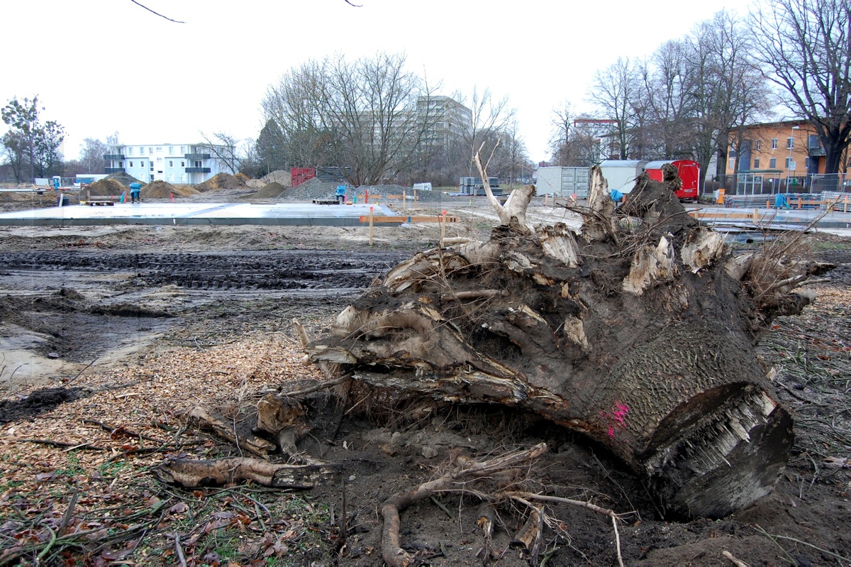 Baumfällung im WK V wegen vergessenem Heizkanal