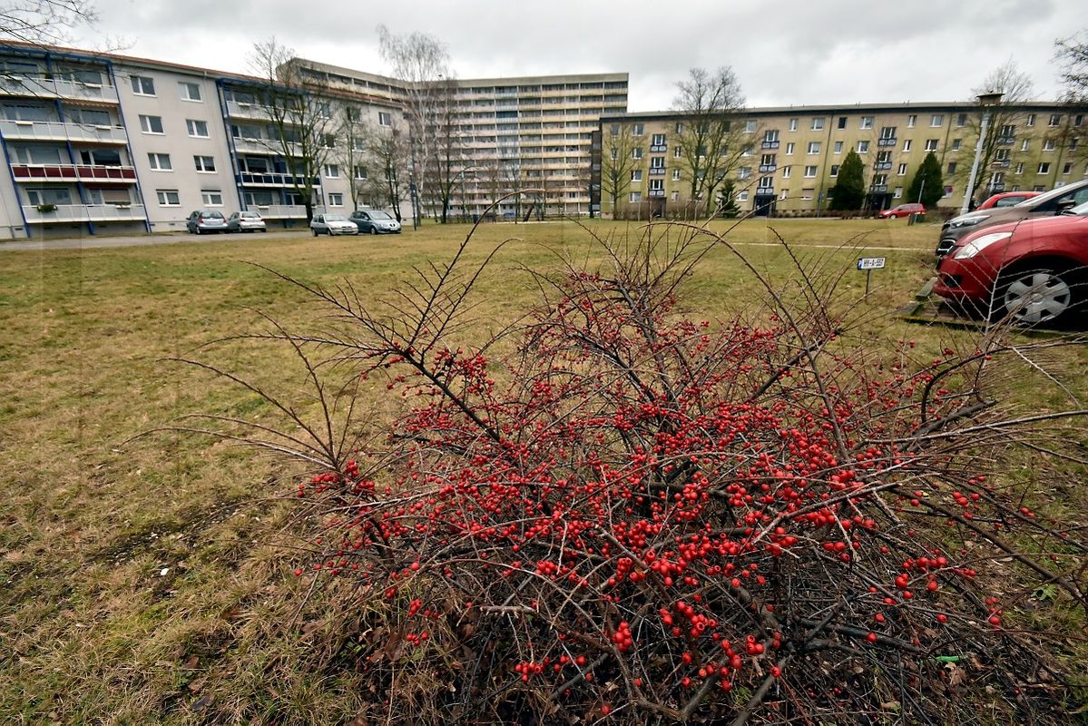 Abrissfläche im WK V soll Bienenwiese werden