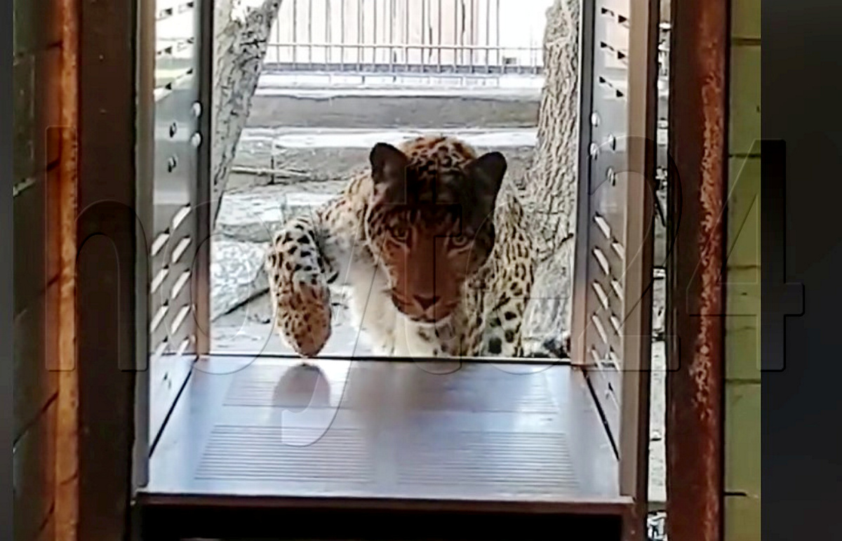 Zoo-Leoparden werden auf Umzug vorbereitet