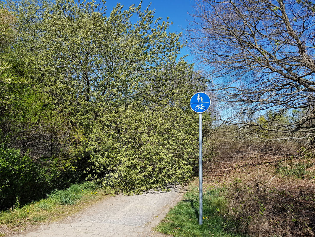 Blätterlast bringt Baum an der Sonntagsbrücke zu Fall