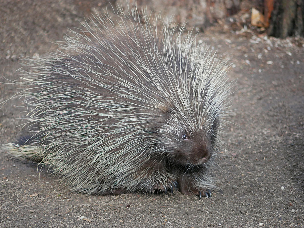 Kleines Stacheltier im Zoo zur Welt gekommen