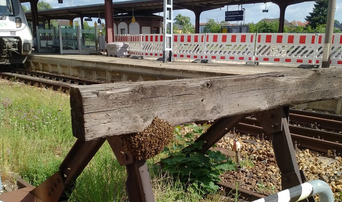 Bienenschwarm lässt sich am Bahnhof nieder