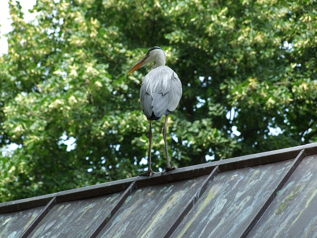 129 Graureiher-Paare im Zoo Hoyerswerda