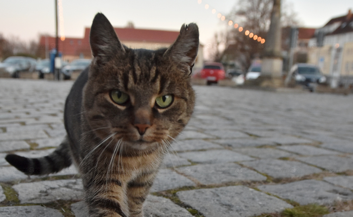 Hoyerswerdas "Marktkatze" wird vermisst