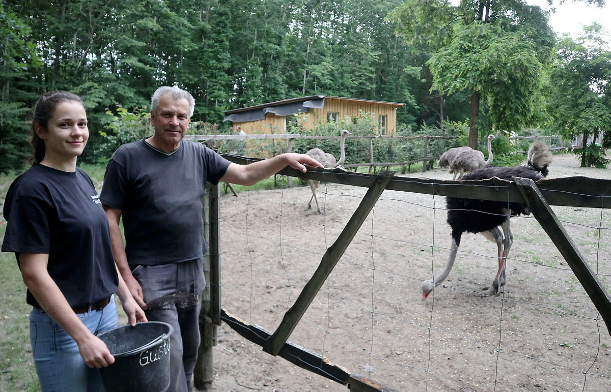 Die Lohsaer Straußenfarm wird 15 Jahre alt