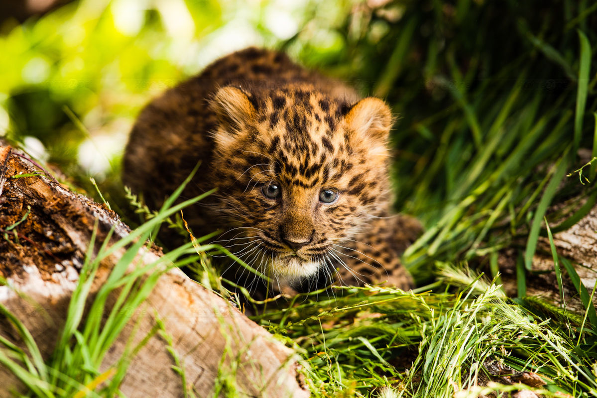 Junger Leopard tapst durchs Freigelände