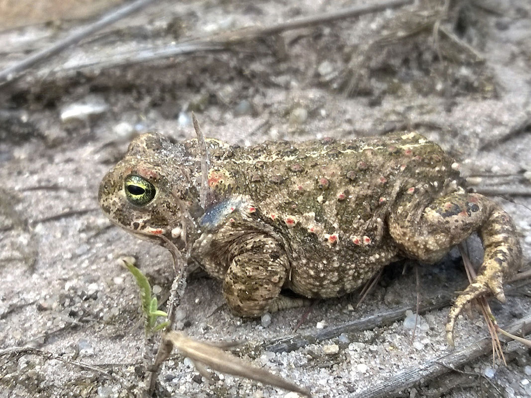 Amphibien-Bestände teilweise zusammengebrochen