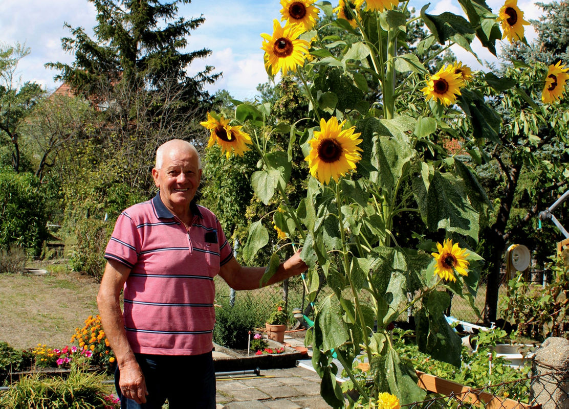 Mehr oder weniger zufällige Blumen-Pracht