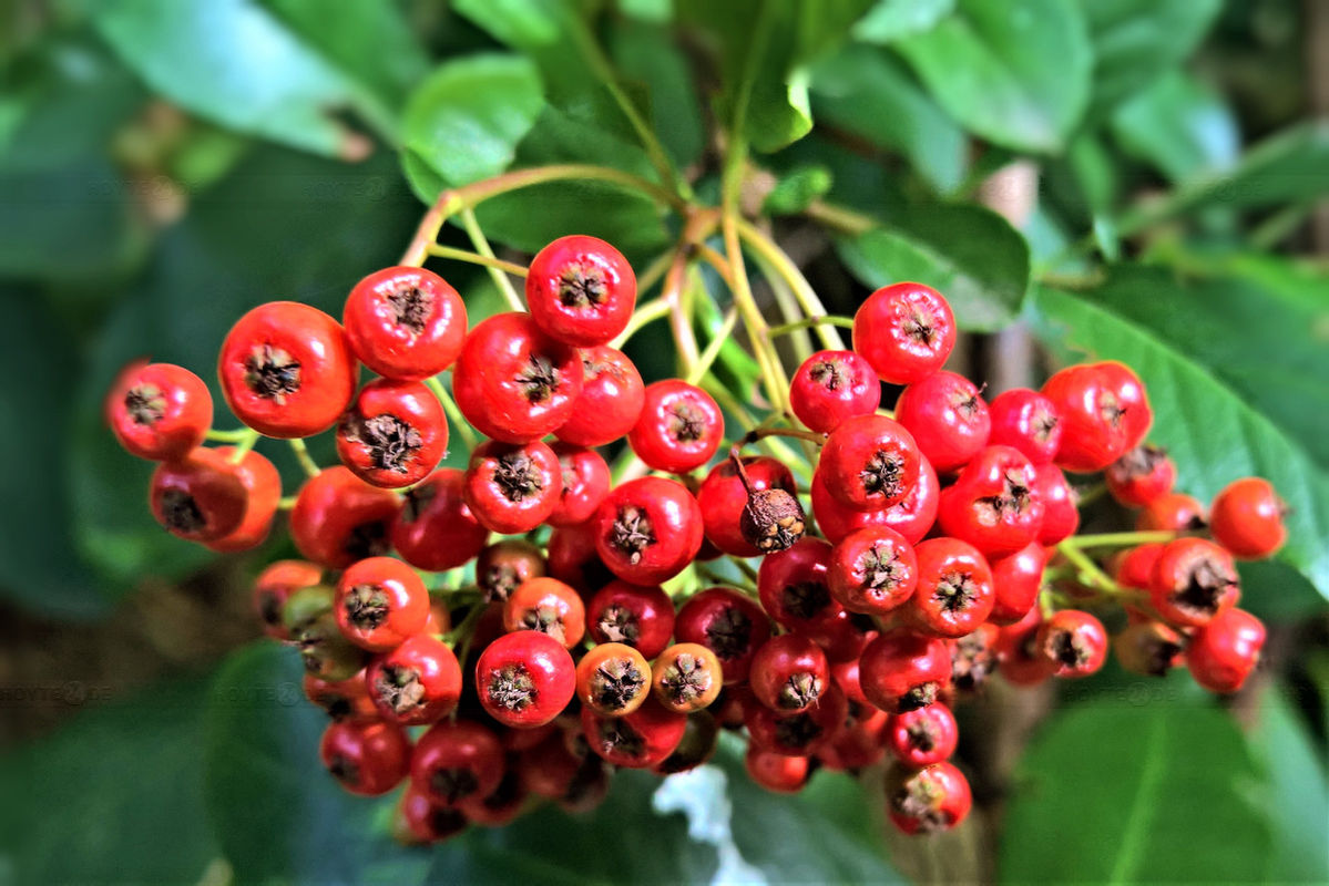 Vogelbeerbäume werden im Oktober gepflanzt