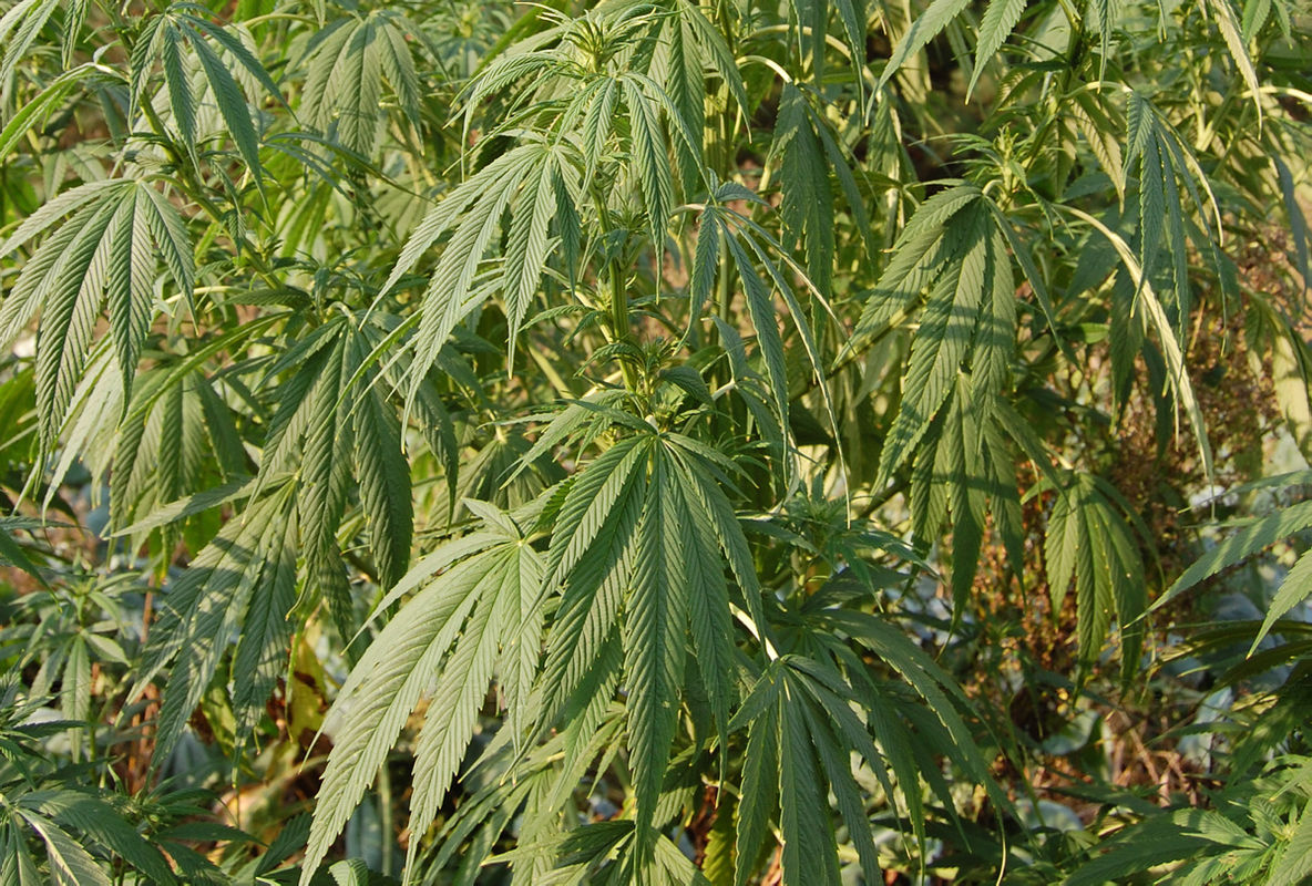 Cannabis-Ernte in Zeißig sichergestellt