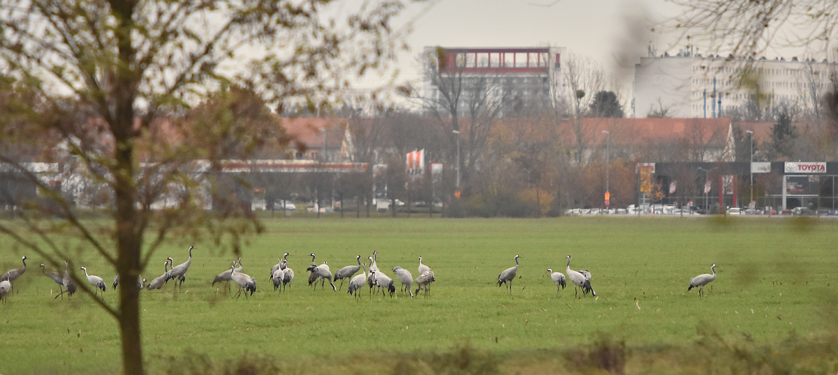 Kranich-Revier vor den Toren der Stadt