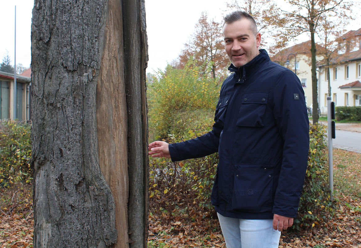 Umfangreicher Baum-Ersatz in der Gartenstadt
