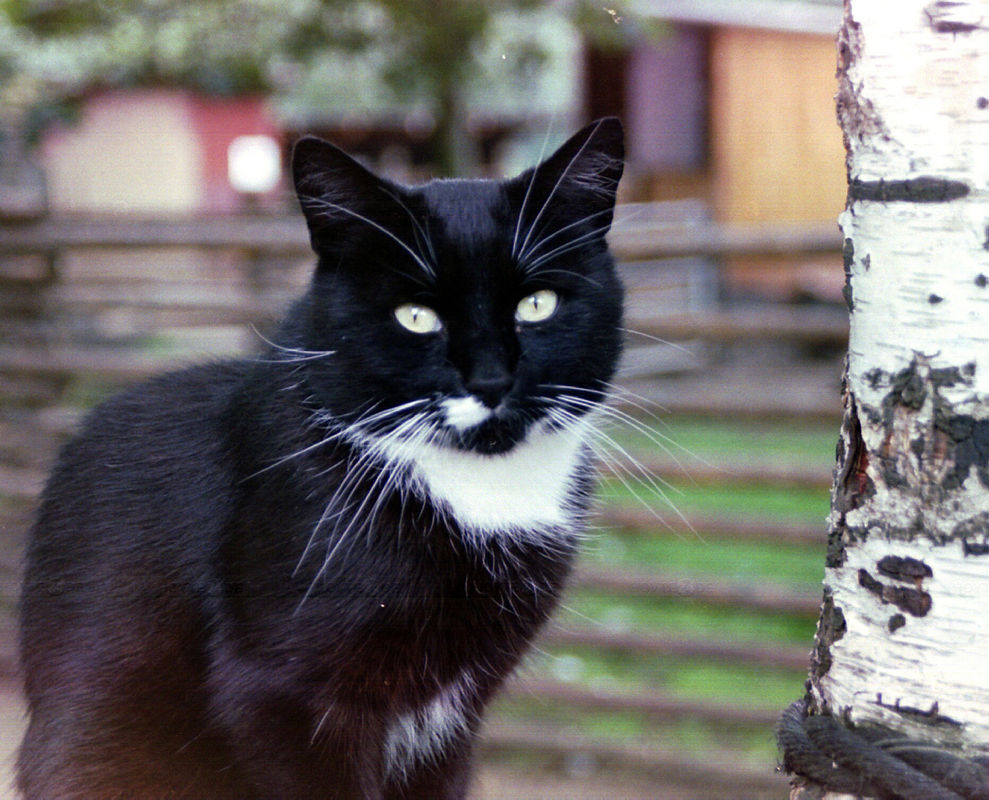 Sind Streuner-Katzen ein Problem oder nicht?