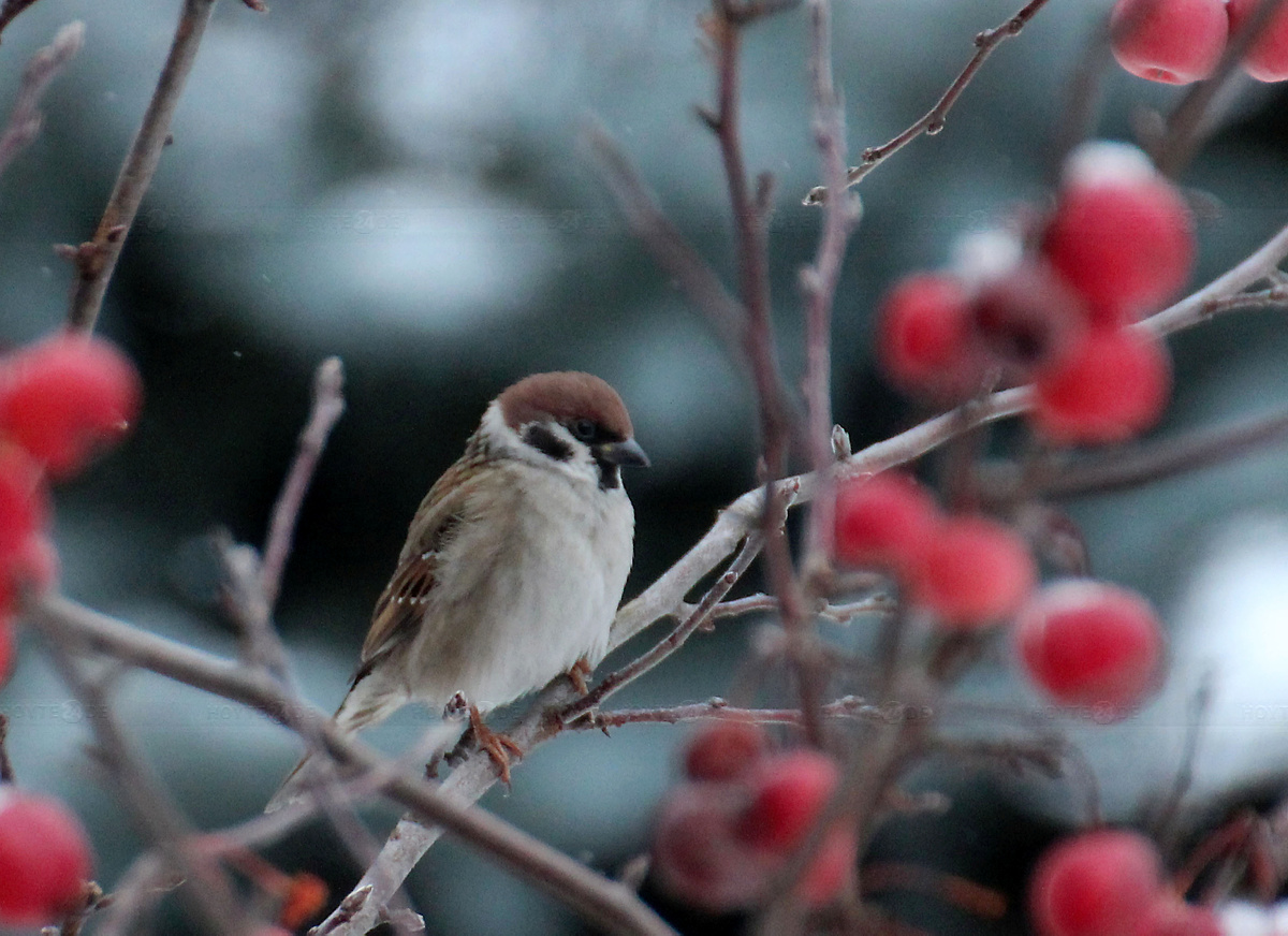 Unterstützung für überwinternde Vögel