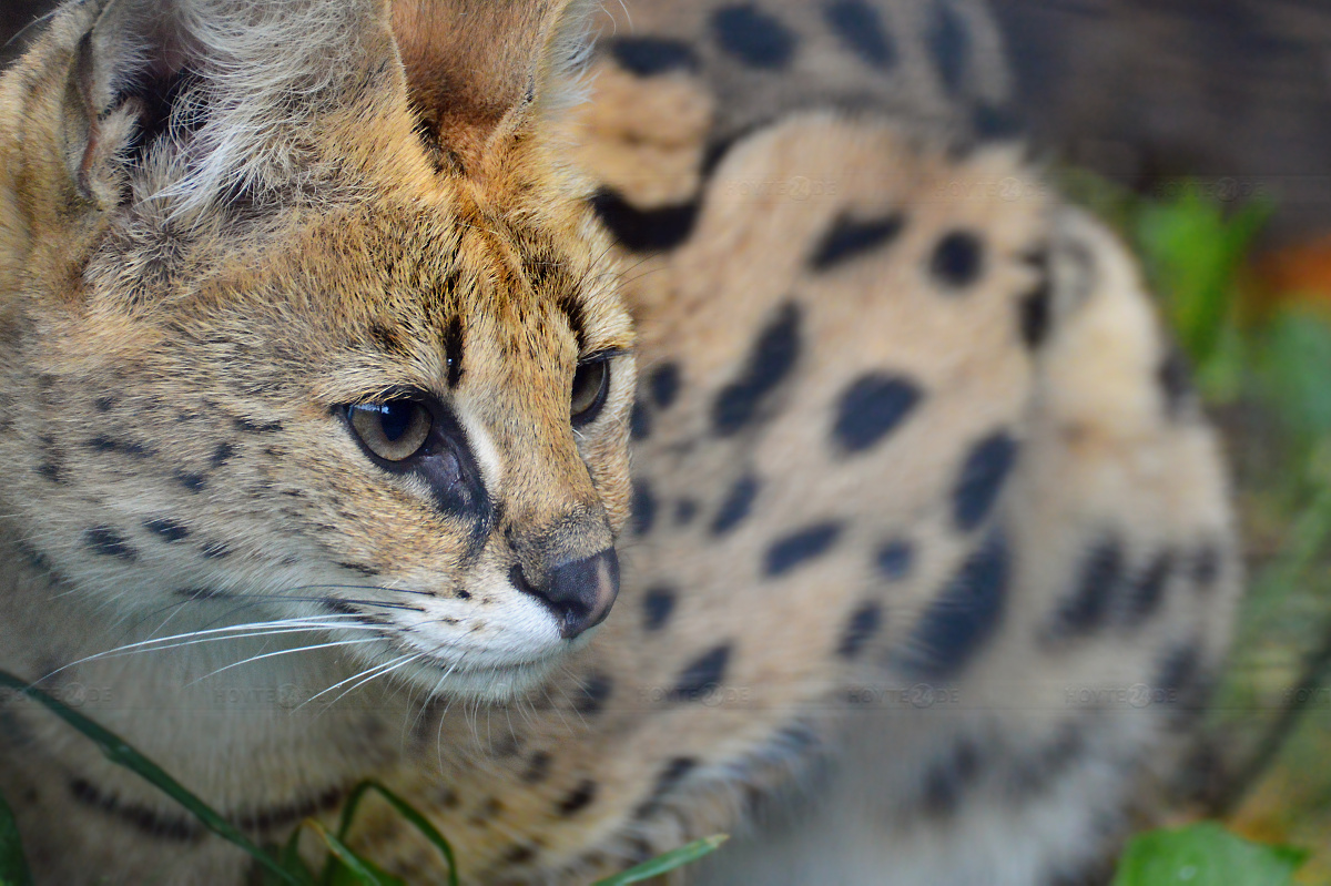 Bald mehr Platz im Serval-Gehege des Zoos