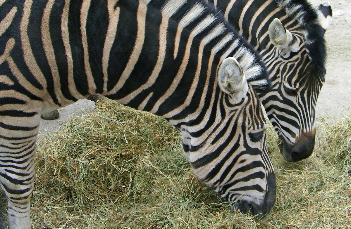 Tierschützer übernehmen Zoo-Futterkosten