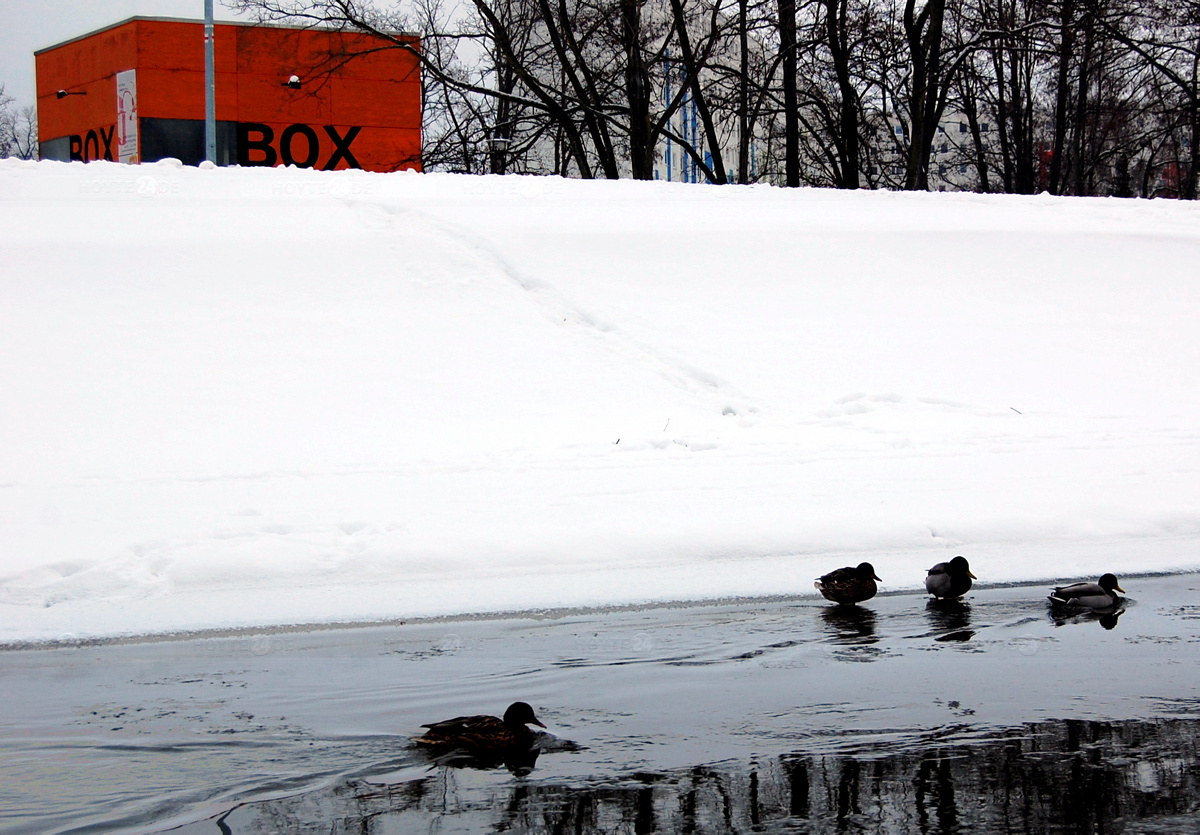 Die Enten können schon aufs &#40;dünne&#41; Eis