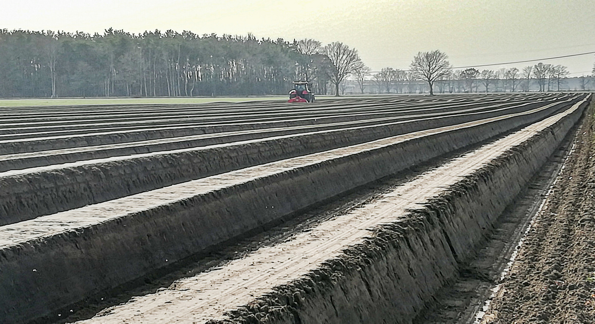 Schon in ein paar Wochen wird Spargel gestochen