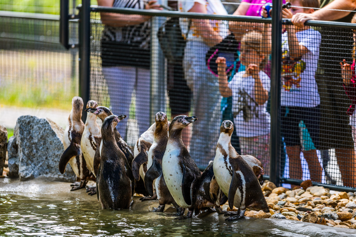 Zoo und Stadtmuseum planen Wiedereröffnung