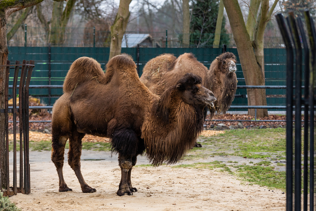 Mit Test und Termin zu den Kamelen im Zoo