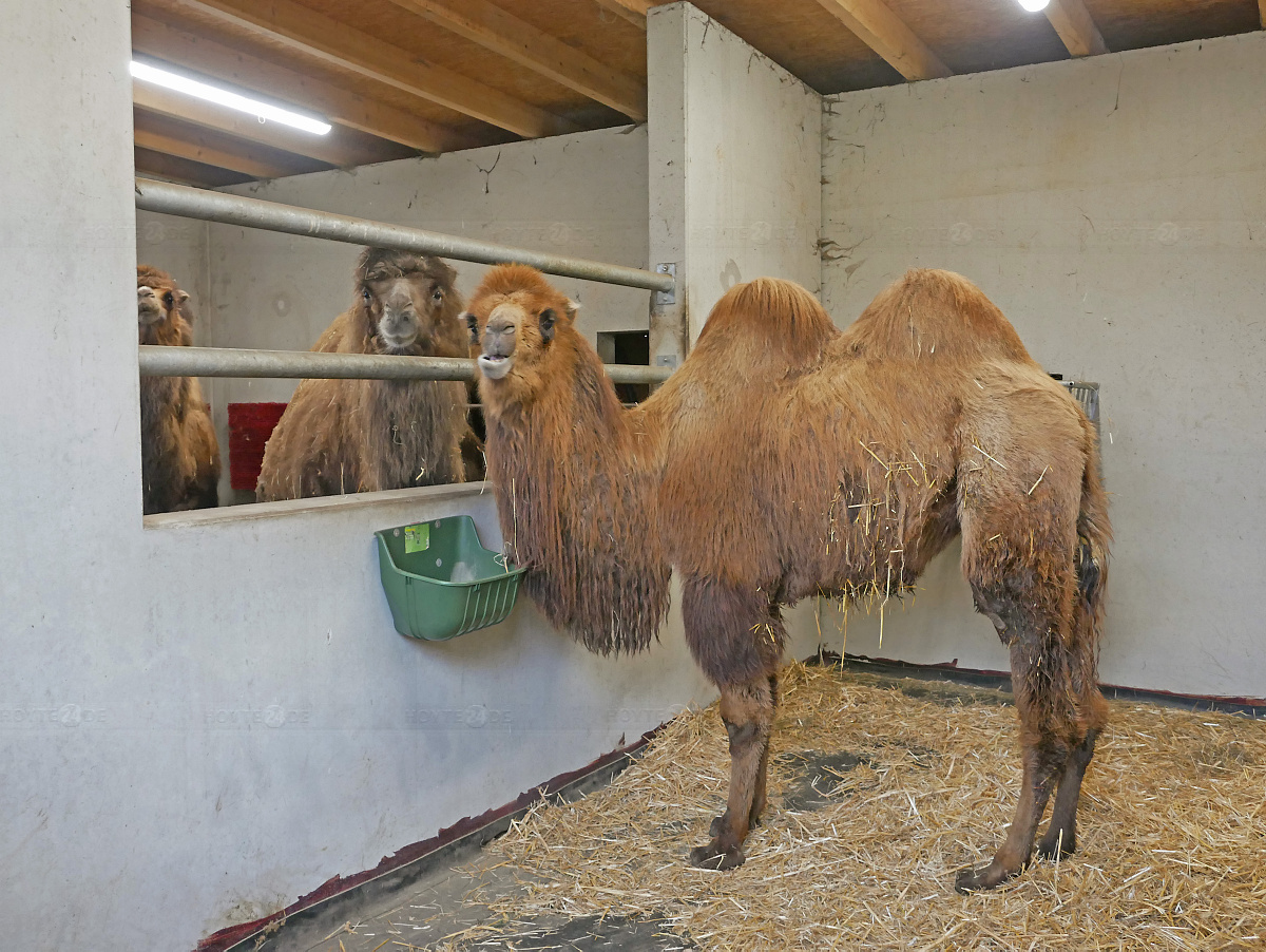 Wieder ein Kameltrio im Hoyerswerdaer Zoo