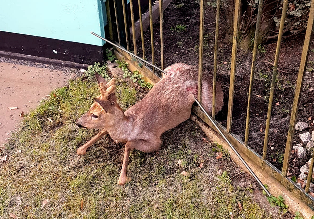 Polizei befreit Bambi aus einer misslichen Lage