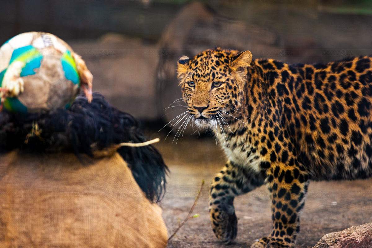 Zoo Hoyerswerda feiert ersten Leoparden-Geburtstag