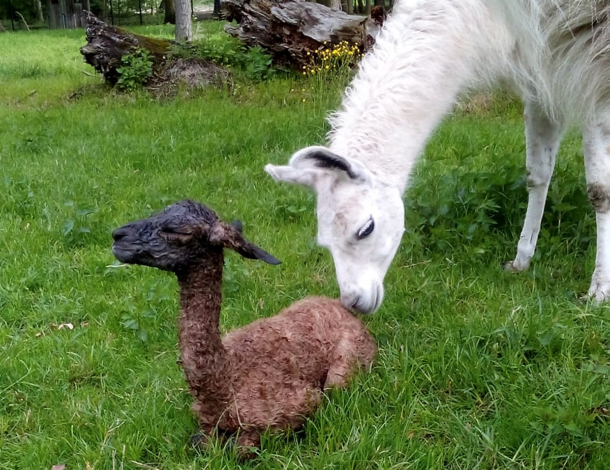 Lama-Nachwuchs in Bernsdorfs Tiergehege