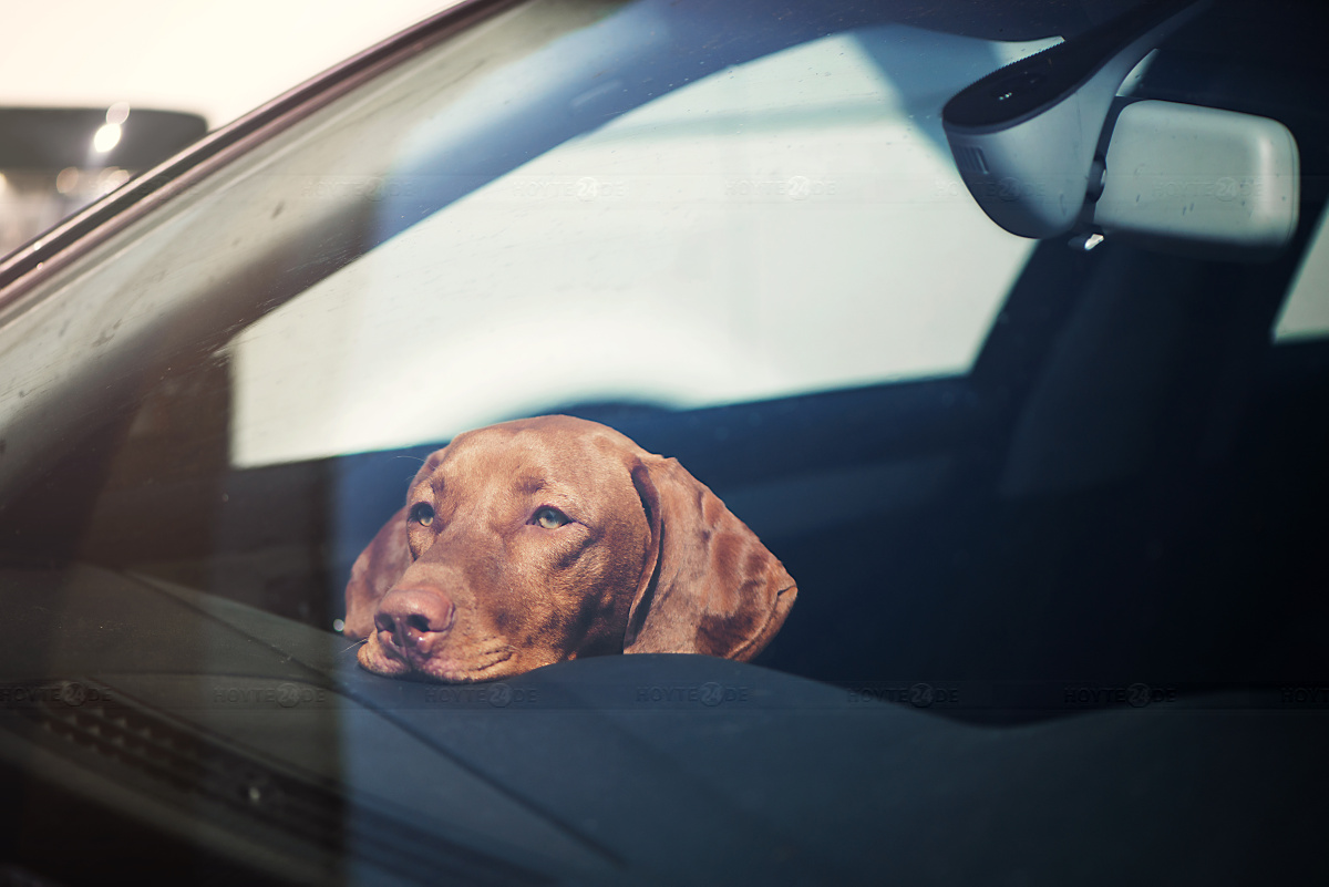 Bitte der Polizei: Keine Tiere im Auto lassen!