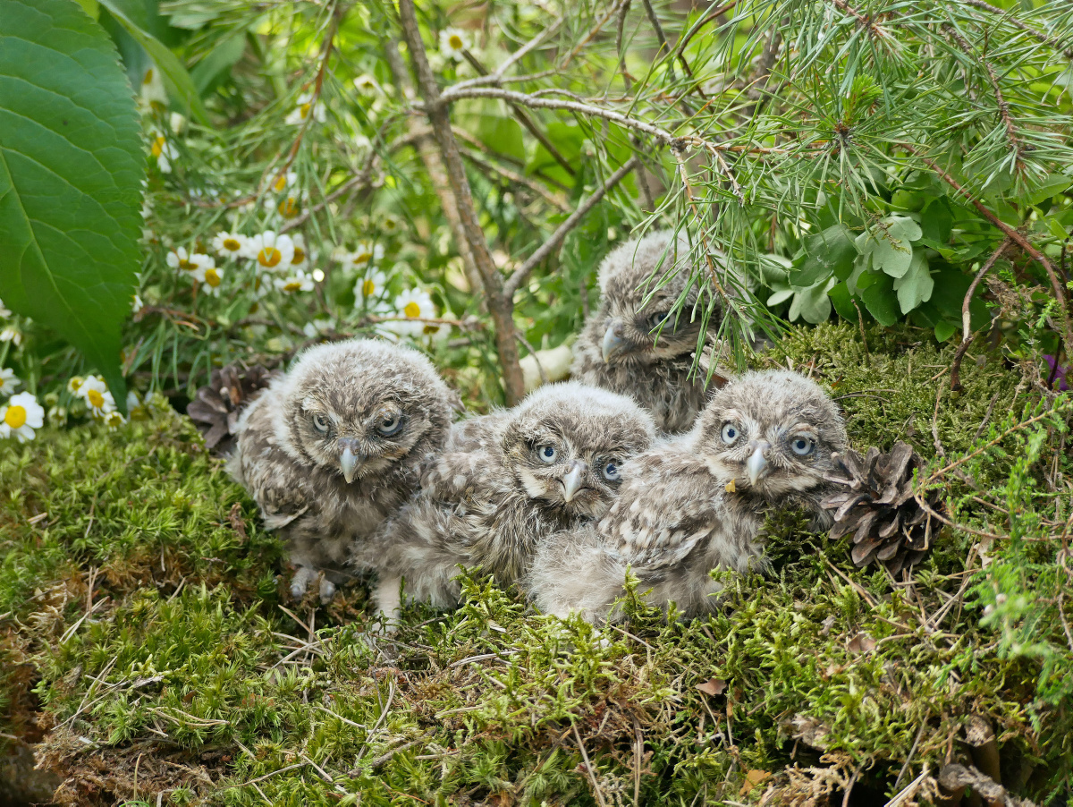 Nachwuchs bei Familie Steinkauz im Zoo