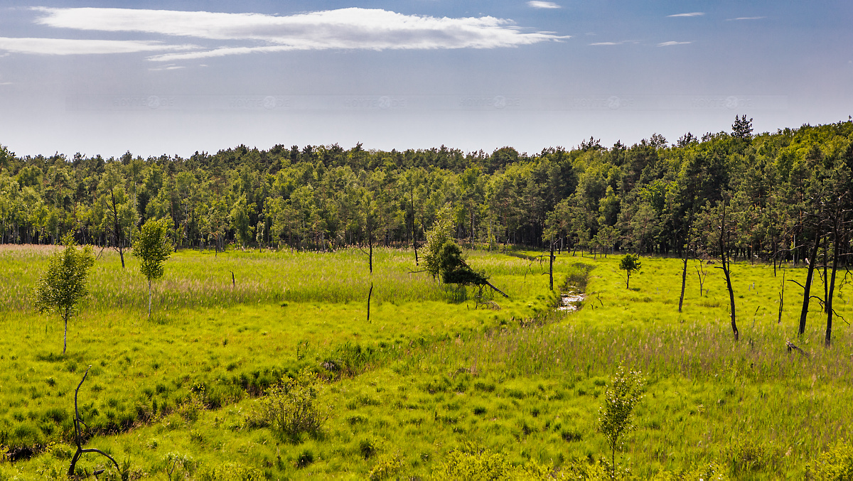 Schadstoffablagerungen im Dubringer Moor
