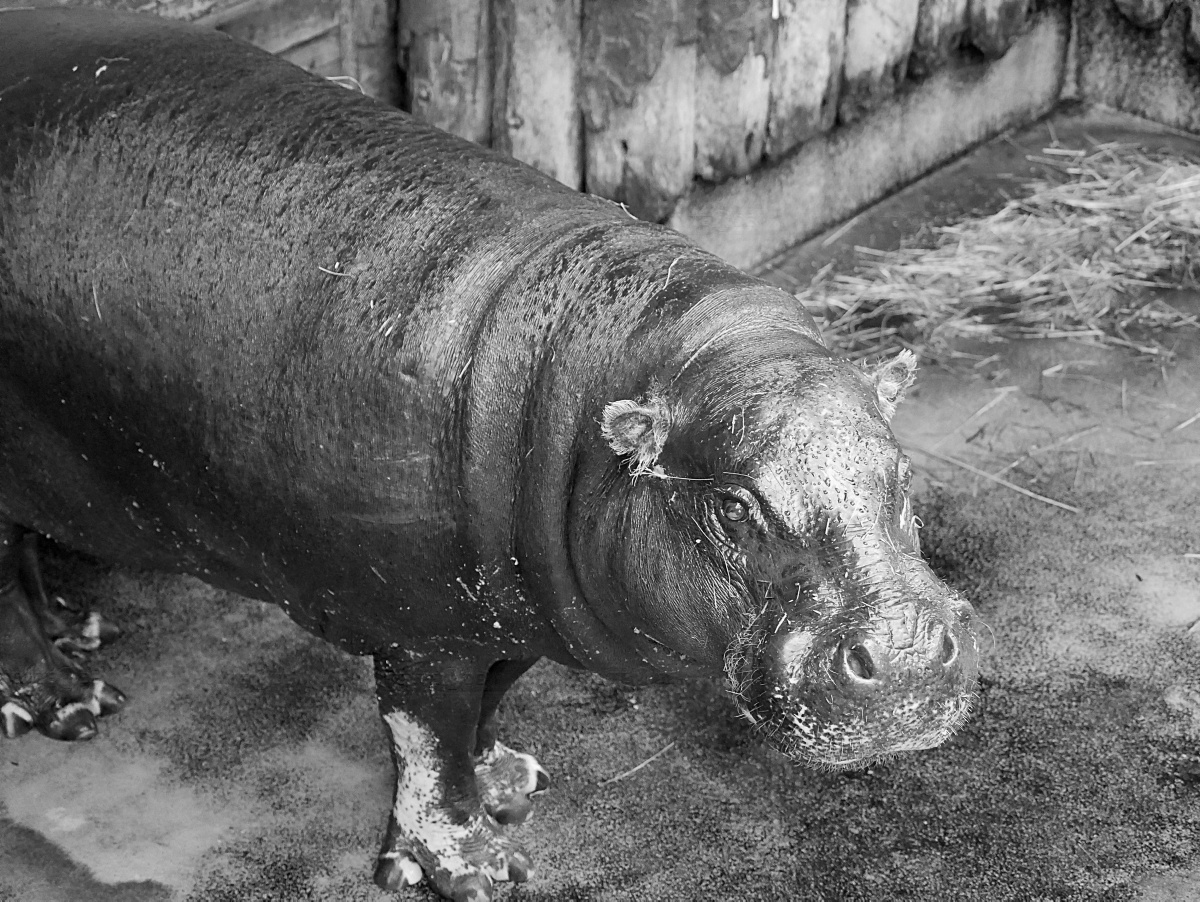 Zwergflusspferd-Dame im Zoo verstorben