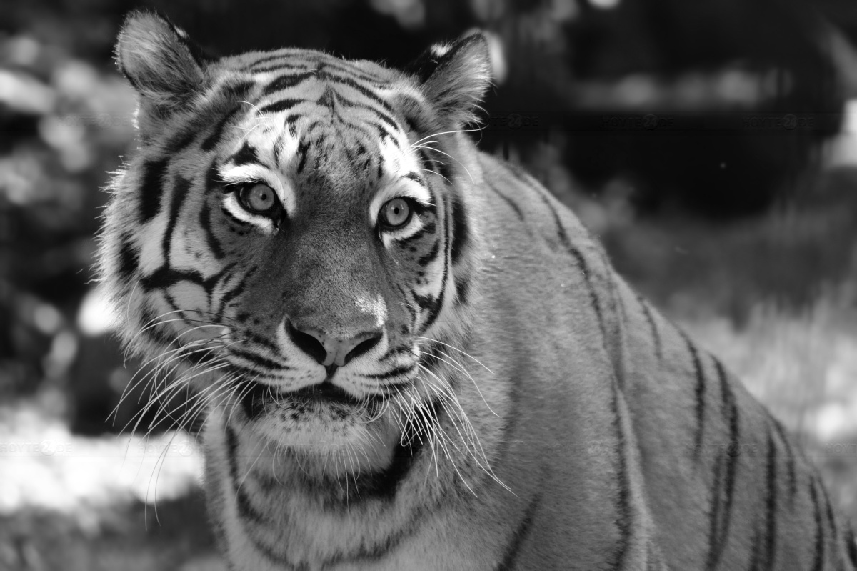 Letzte Tigerin in Hoyerswerdas Zoo verstorben