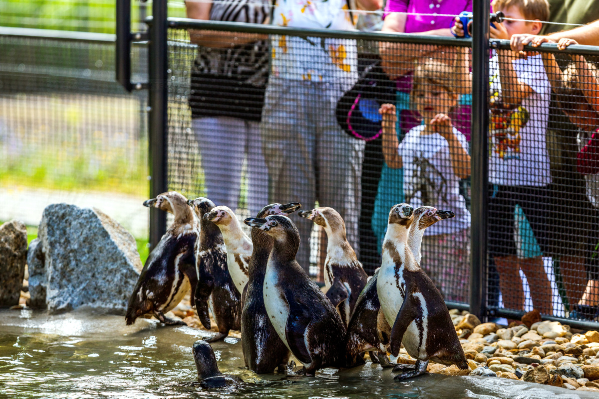 Vier Humboldt-Pinguine im Zoo verstorben